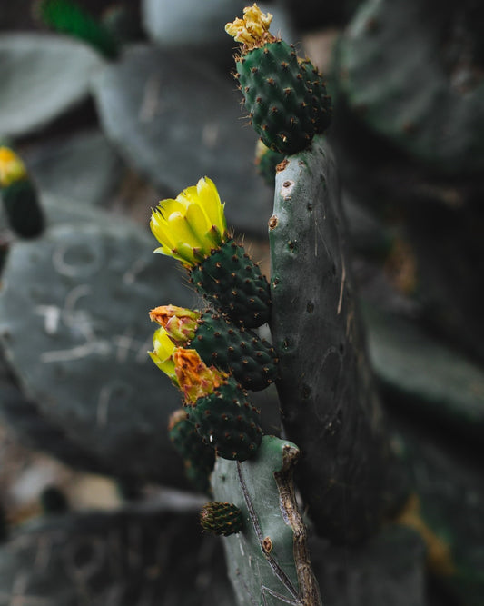 Cactus Blooms-Signature Scent