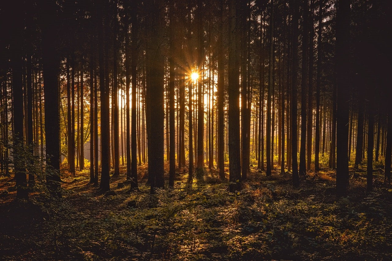 Twilight Woods TYPE
