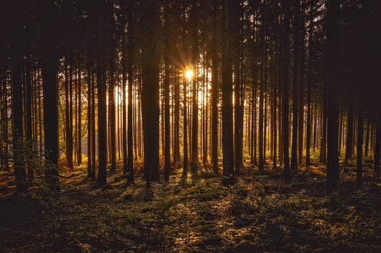 Twilight Woods TYPE